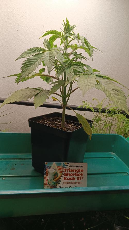 Rocko's Dutch Passion Double Run. Week 4 - TSK Tag 24