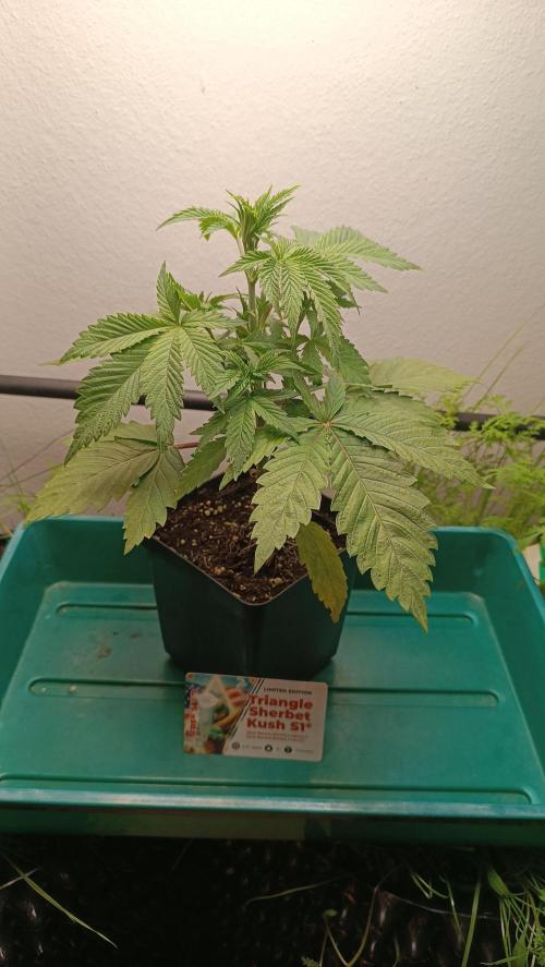 Rocko's Dutch Passion Double Run. Week 4 - TSK Tag 24