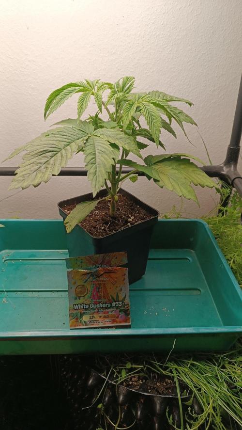 Rocko's Dutch Passion Double Run. Week 4 - White Gushers 33 Day 24