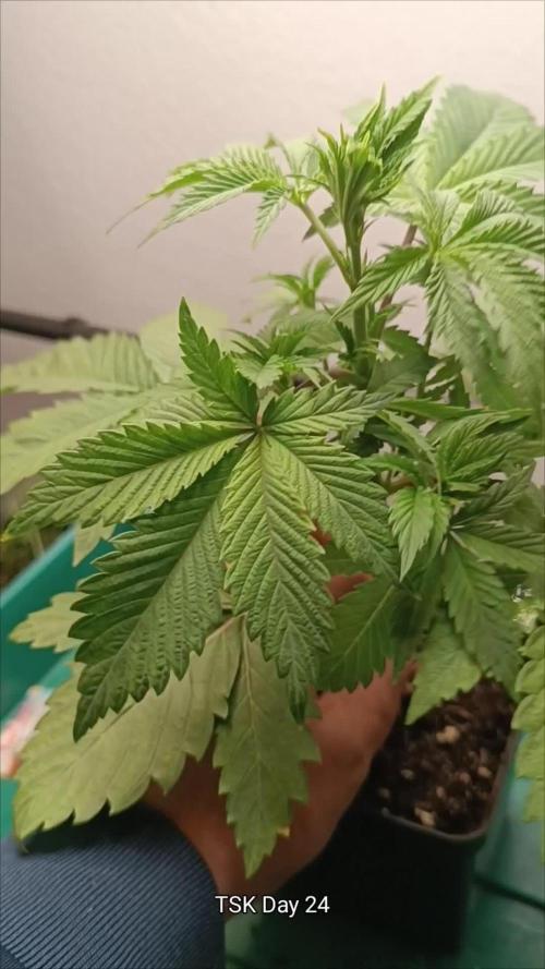 Rocko's Dutch Passion Double Run