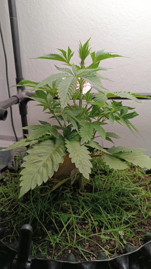 Rocko's Dutch Passion Double Run. Week 5 - TSK Tag 28