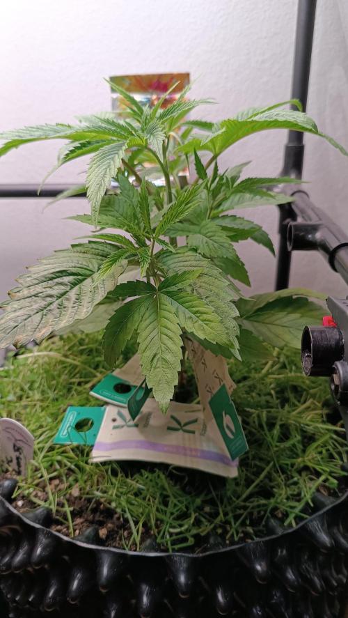 Rocko's Dutch Passion Double Run. Week 5 - WG 33 Tag 28