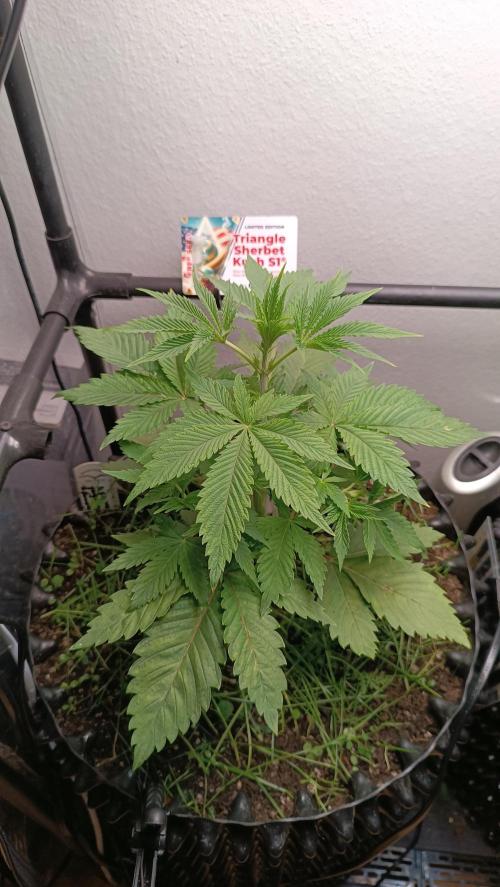 Rocko's Dutch Passion Double Run. Week 5 - TSK Tag 28