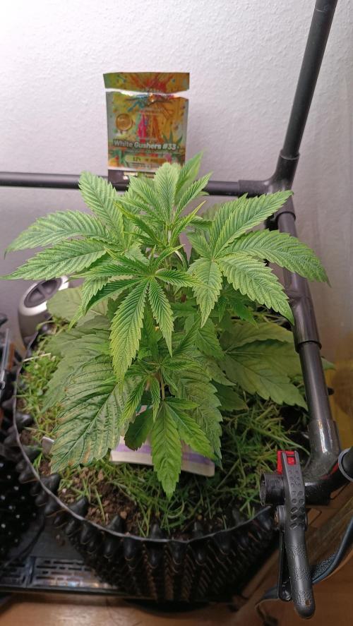 Rocko's Dutch Passion Double Run. Week 5 - WG 33 Tag 28