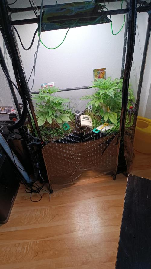 Rocko's Dutch Passion Double Run. Week 5 - Tag 28