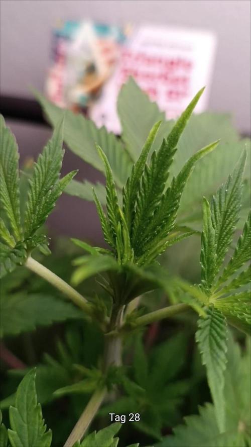 Rocko's Dutch Passion Double Run