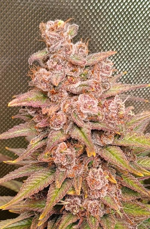 Rocko's Tropicana Cookies FF. Week 16 - Blüte Tag 56 