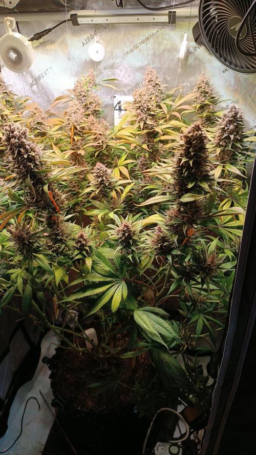 Rocko's Tropicana Cookies FF. Week 16 - Blüte Tag 56