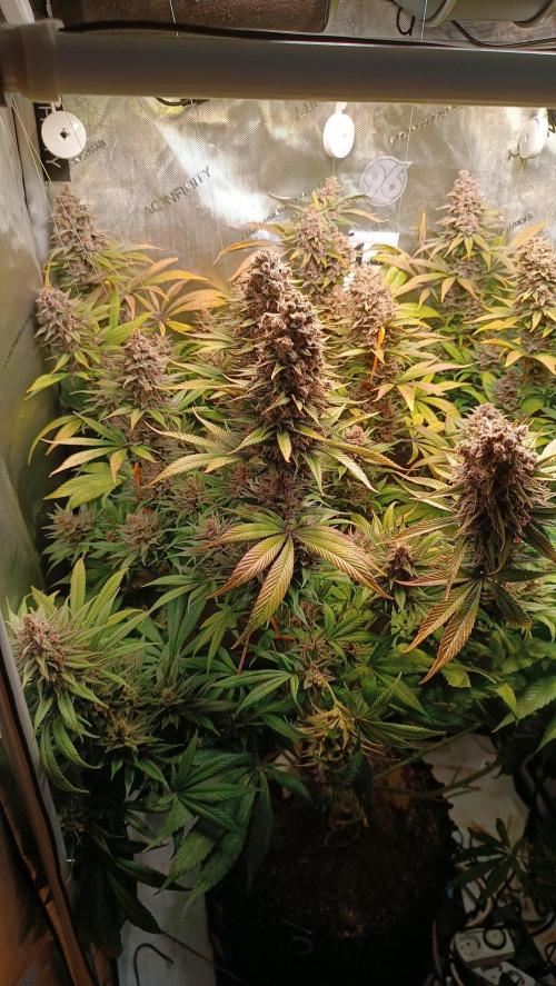 Rocko's Tropicana Cookies FF. Week 16 - Blüte Tag 56 