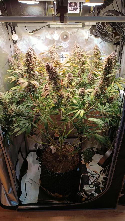 Rocko's Tropicana Cookies FF. Week 16 - Blüte Tag 56 