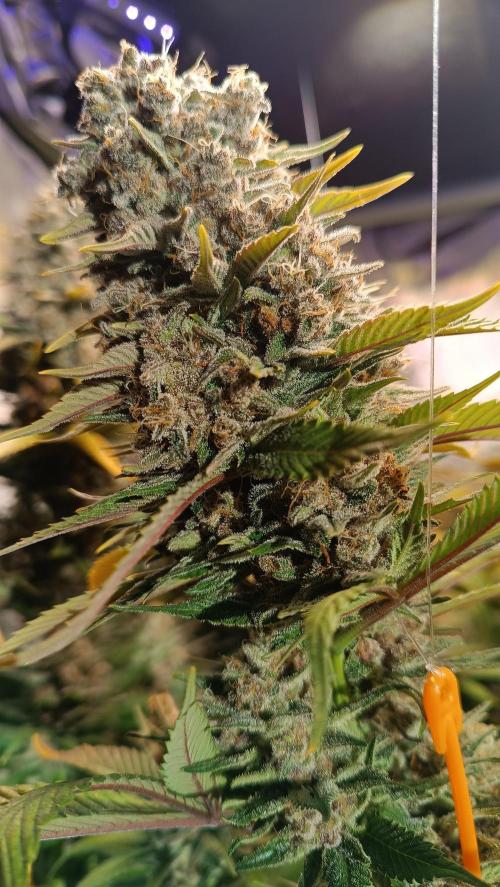 Rocko's Tropicana Cookies FF. Week 16