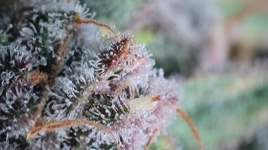 Rocko's Tropicana Cookies FF. Week 16