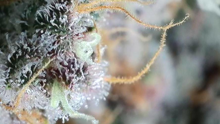 Rocko's Tropicana Cookies FF. Week 16