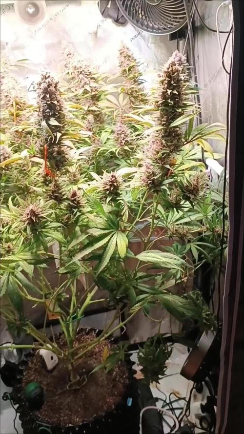 Rocko's Tropicana Cookies FF