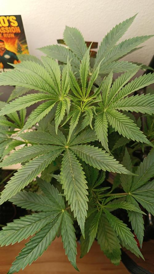 Rocko's Dutch Passion Double Run. Week 6 - WG 33 Tag 35