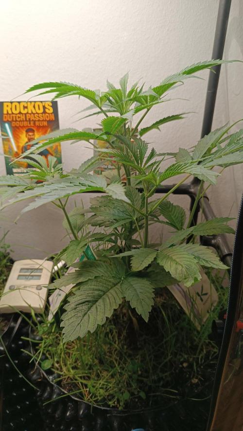 Rocko's Dutch Passion Double Run. Week 6 - WG 33 Tag 35