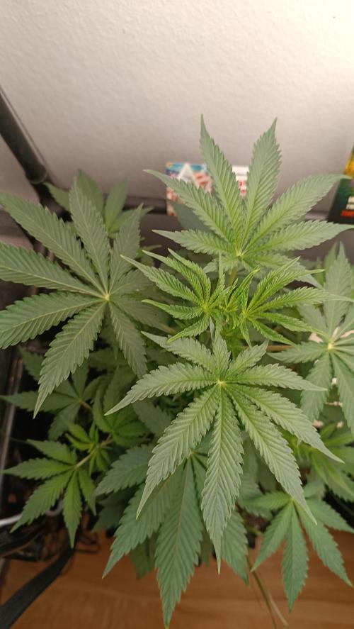 Rocko's Dutch Passion Double Run. Week 6 - TSK Tag 35