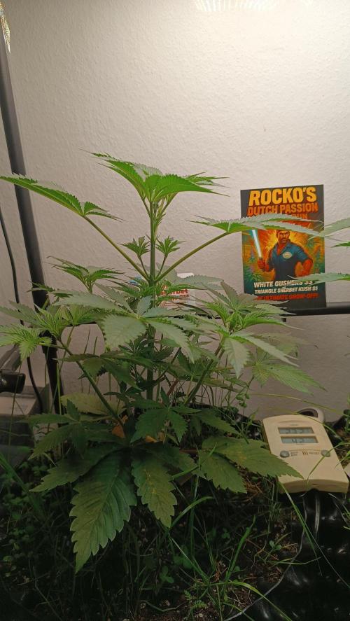 Rocko's Dutch Passion Double Run. Week 6 - TSK Tag 35