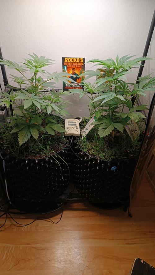 Rocko's Dutch Passion Double Run. Week 6