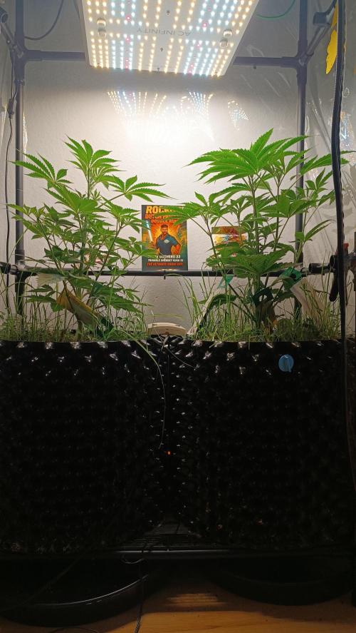 Rocko's Dutch Passion Double Run. Week 6