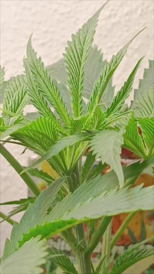 Rocko's Dutch Passion Double Run