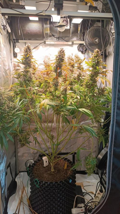 Rocko's Tropicana Cookies FF. Week 17 - Tag 63