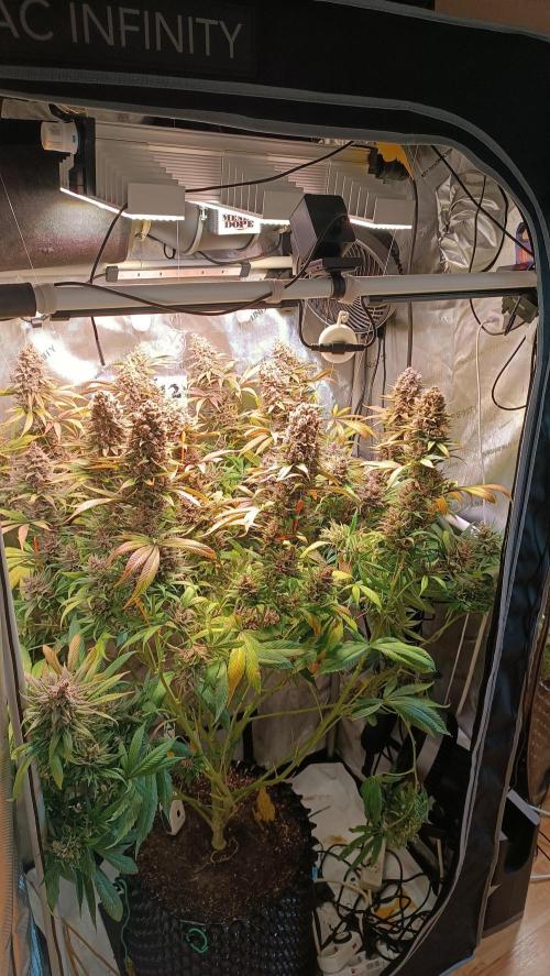 Rocko's Tropicana Cookies FF. Week 17 - Tag 63 