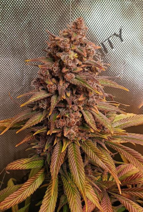 Rocko's Tropicana Cookies FF. Week 17 - Tag 63 