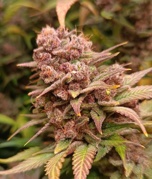 Rocko's Tropicana Cookies FF. Week 17 - Tag 63 