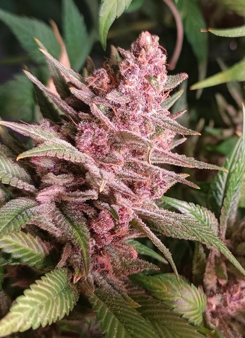 Rocko's Tropicana Cookies FF. Week 17 - Schön pinky