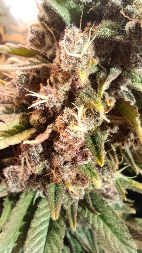 Rocko's Tropicana Cookies FF. Week 17