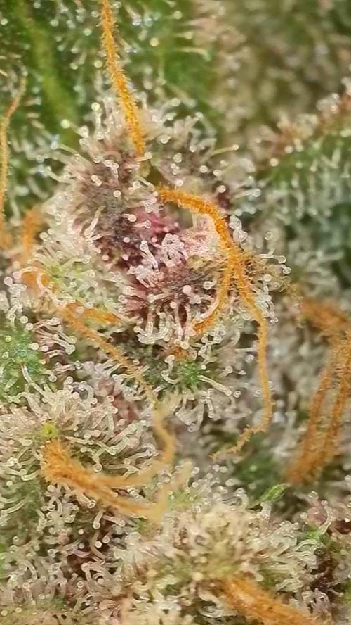 Rocko's Tropicana Cookies FF. Week 17