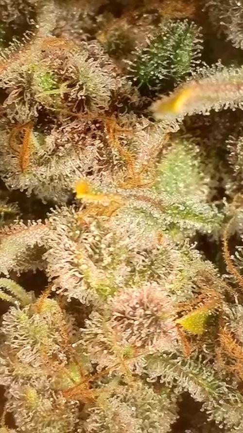 Rocko's Tropicana Cookies FF. Week 17