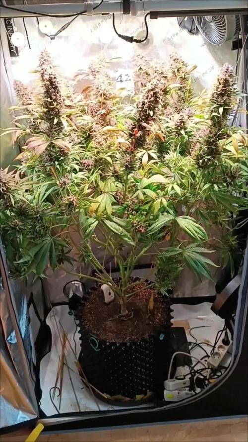 Rocko's Tropicana Cookies FF