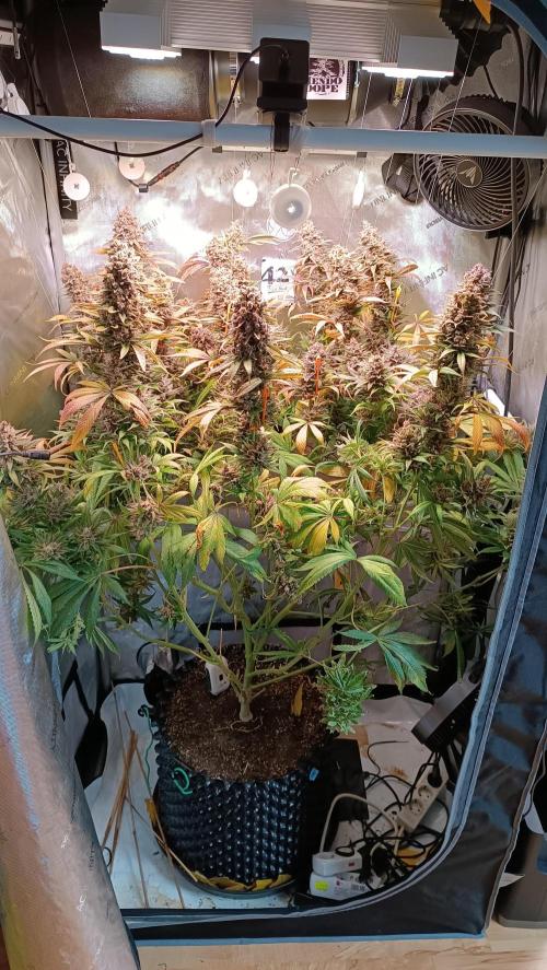 Rocko's Tropicana Cookies FF. Week 18 - BT 66