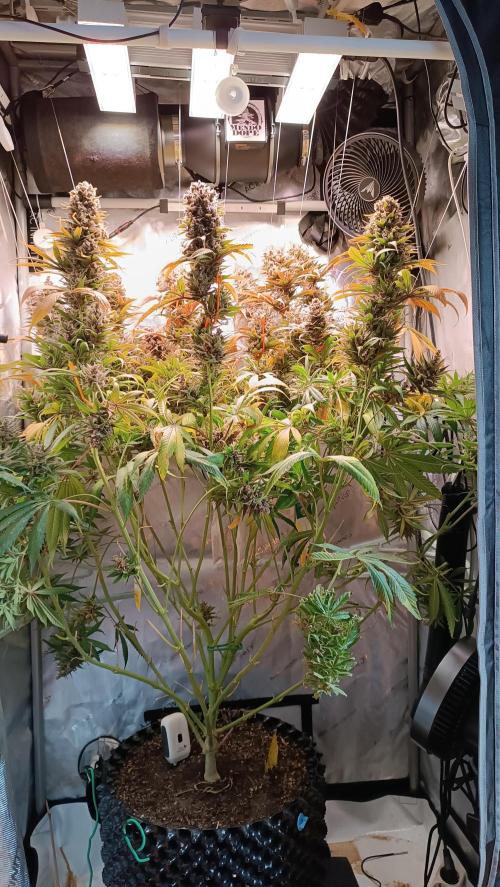 Rocko's Tropicana Cookies FF. Week 18 - BT 66