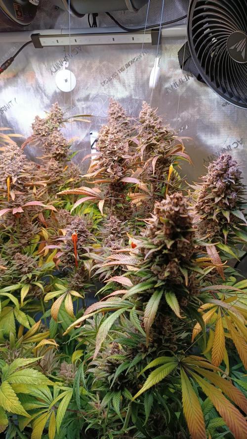 Rocko's Tropicana Cookies FF. Week 18 - BT 66