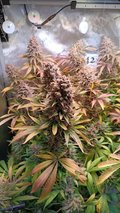 Rocko's Tropicana Cookies FF. Week 18 - BT 66