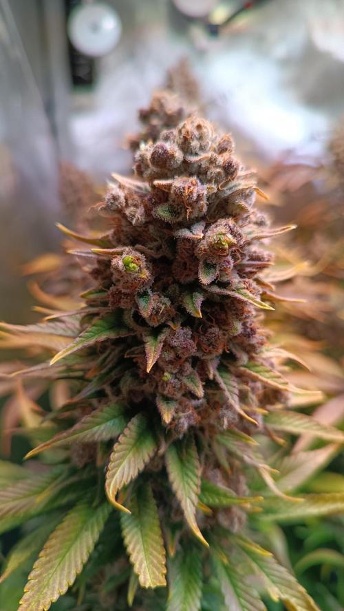 Rocko's Tropicana Cookies FF. Week 18 - BT 66