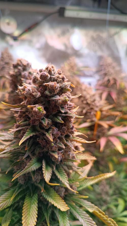 Rocko's Tropicana Cookies FF. Week 18 - BT 66