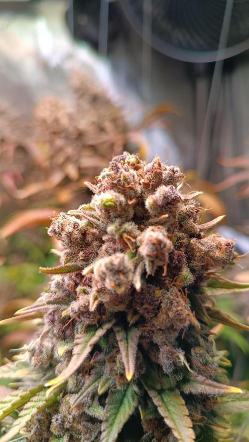 Rocko's Tropicana Cookies FF. Week 18 - BT 66 