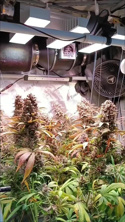 Rocko's Tropicana Cookies FF