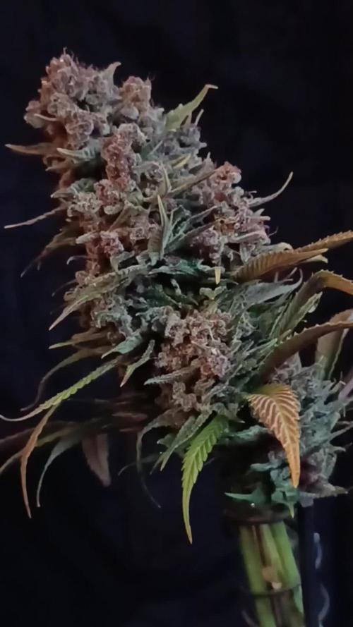 Rocko's Tropicana Cookies FF