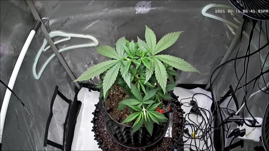 Rocko's Tropicana Cookies FF