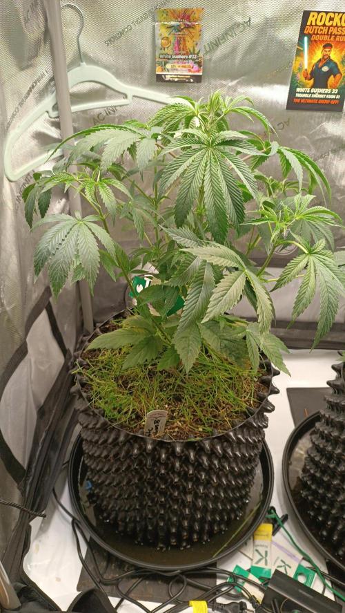 Rocko's Dutch Passion Double Run. Week 6 - WG 33 Tag 40