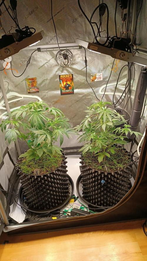 Rocko's Dutch Passion Double Run. Week 6 - Tag 40