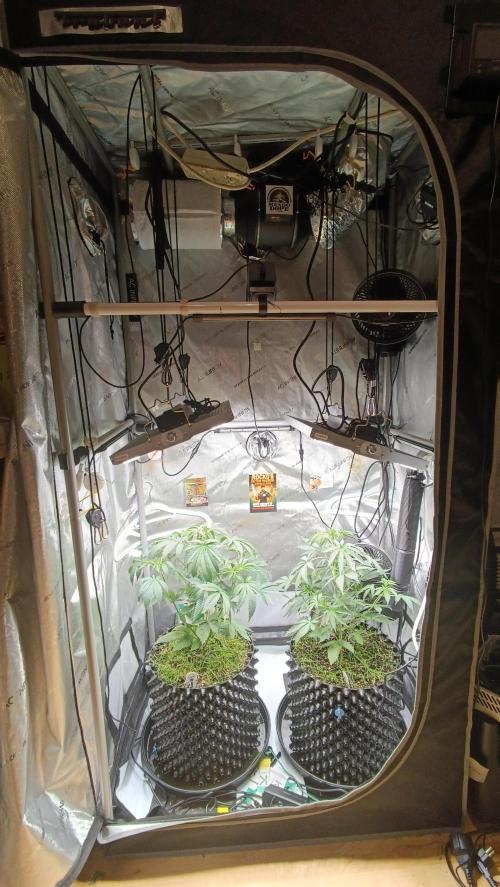 Rocko's Dutch Passion Double Run. Week 6 - Tag 40