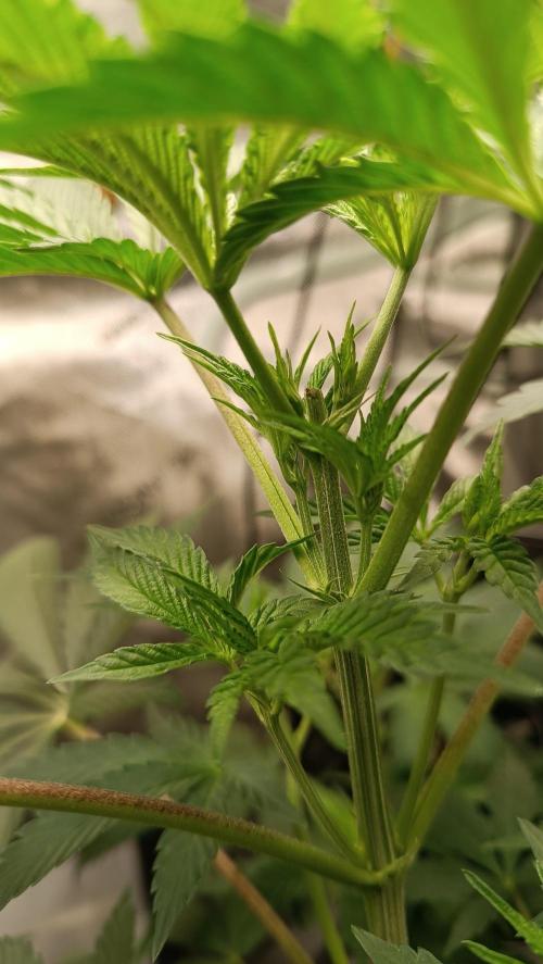 Rocko's Dutch Passion Double Run. Week 6