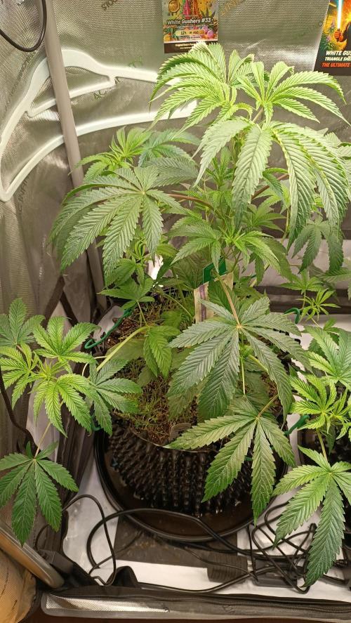 Rocko's Dutch Passion Double Run. Week 7 - WG 33 Tag 42