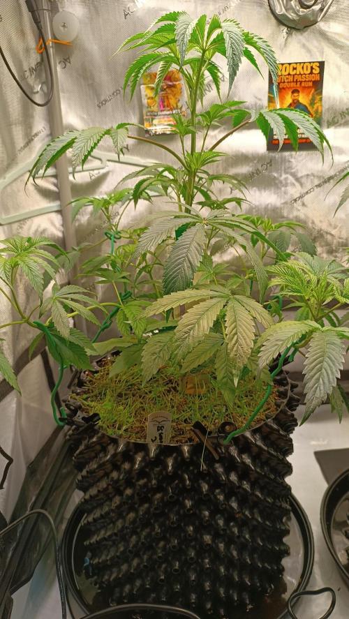 Rocko's Dutch Passion Double Run. Week 7 - WG 33 Tag 42